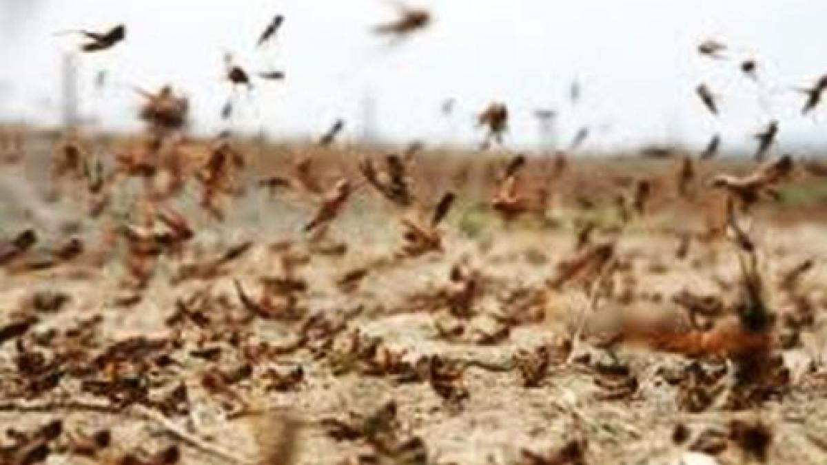 Australia. Invaziile de lăcuste şi inundaţiile au distrus zonele agricole