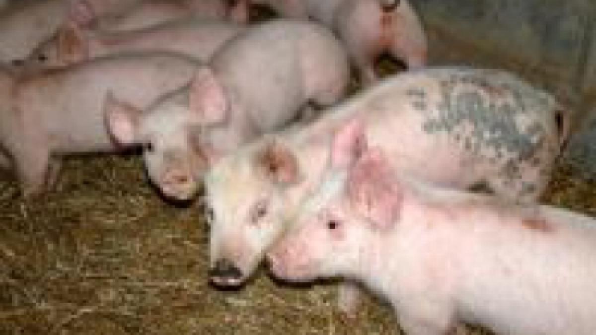 Alertă în vămile din România, din cauza pestei porcine din Serbia