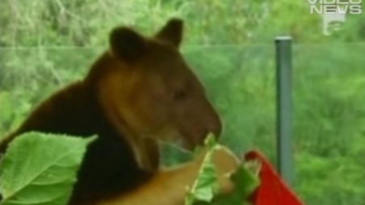 Moş Crăciun a vizitat o grădina zoologică din Australia: Cangurii au primit pepeni în formă de brad