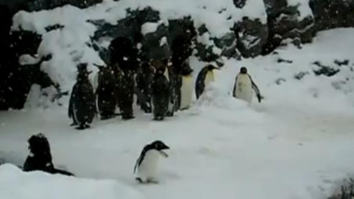 Un pinguin îi face concurenţă lui Fred Astaire. Dansează de bucurie