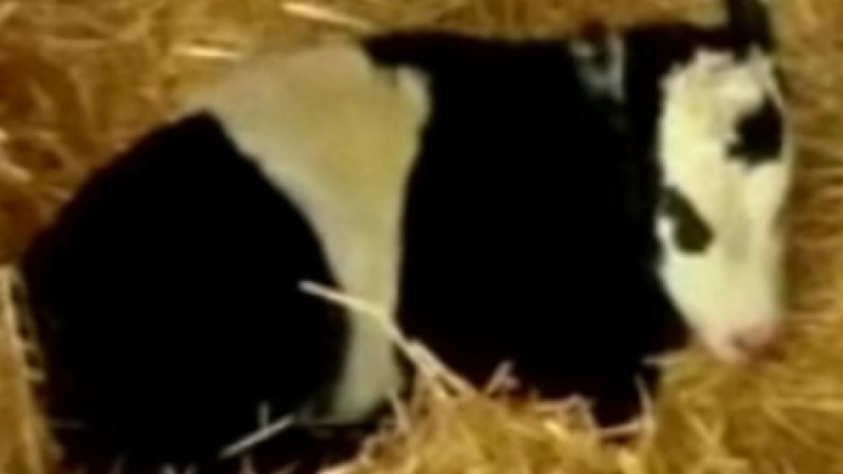 Vaca pitică panda, animalul de companie al unor americani