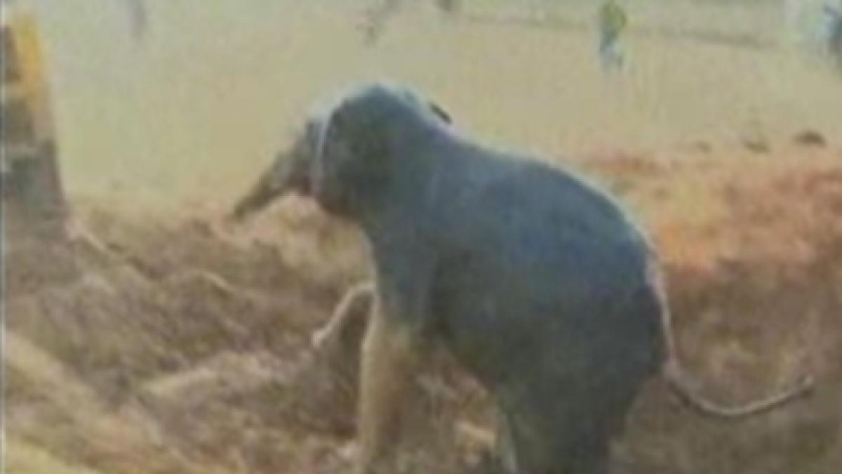 India. Un pui de elefant însetat a fost salvat cu excavatorul din fântâna în care căzuse