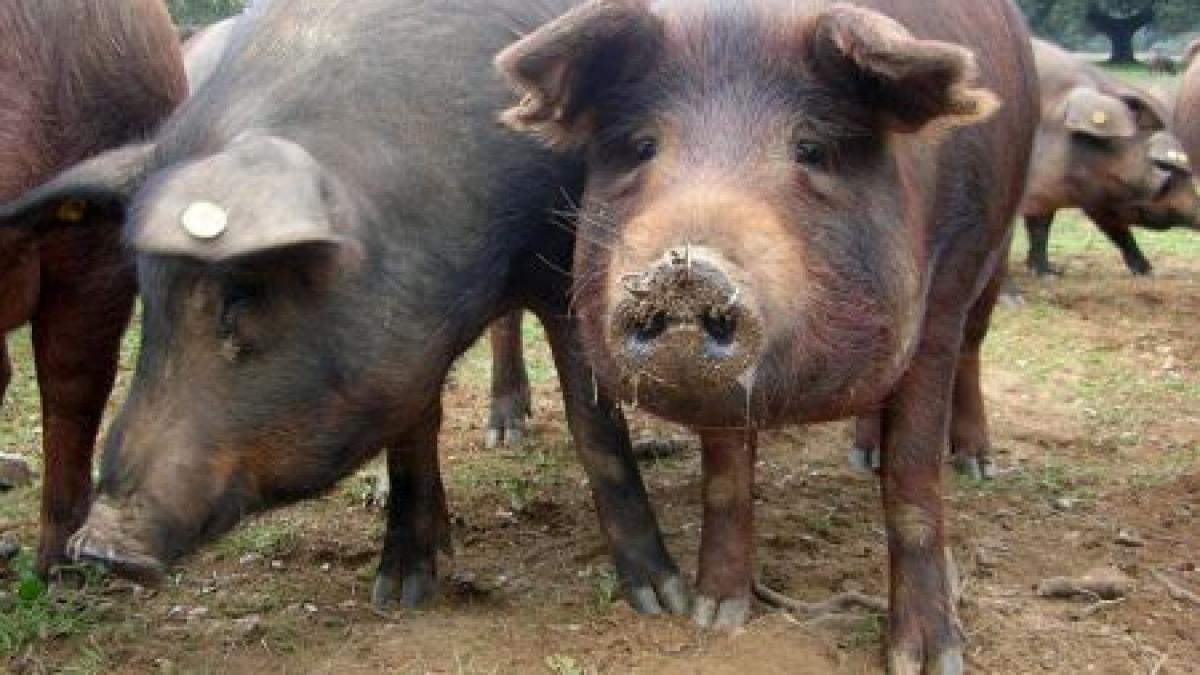 Germania. Sute de porci vor fi sacrificaţi, din cauza infectării cu dioxină