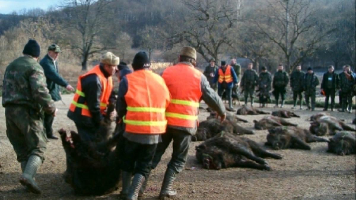 Prima zi a vânătorii de la Balc s-a încheiat. Au fost vânaţi peste 100 de mistreţi