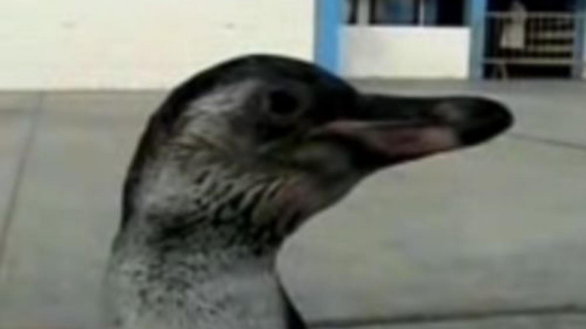 Un pinguin rătăcit a ajuns vedetă în Peru