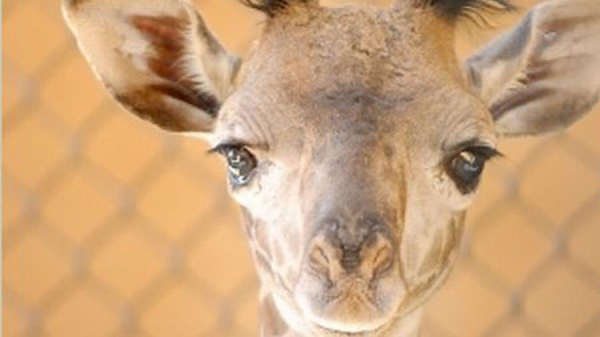 Un pui de girafă, vedeta unei grădini zoologice din Santa Barbara