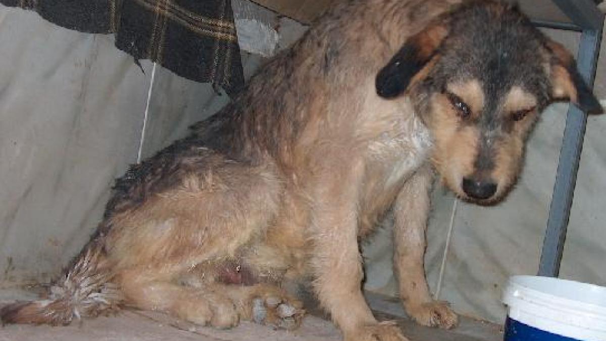 Cel puţin două animale sunt maltratate zilnic în România