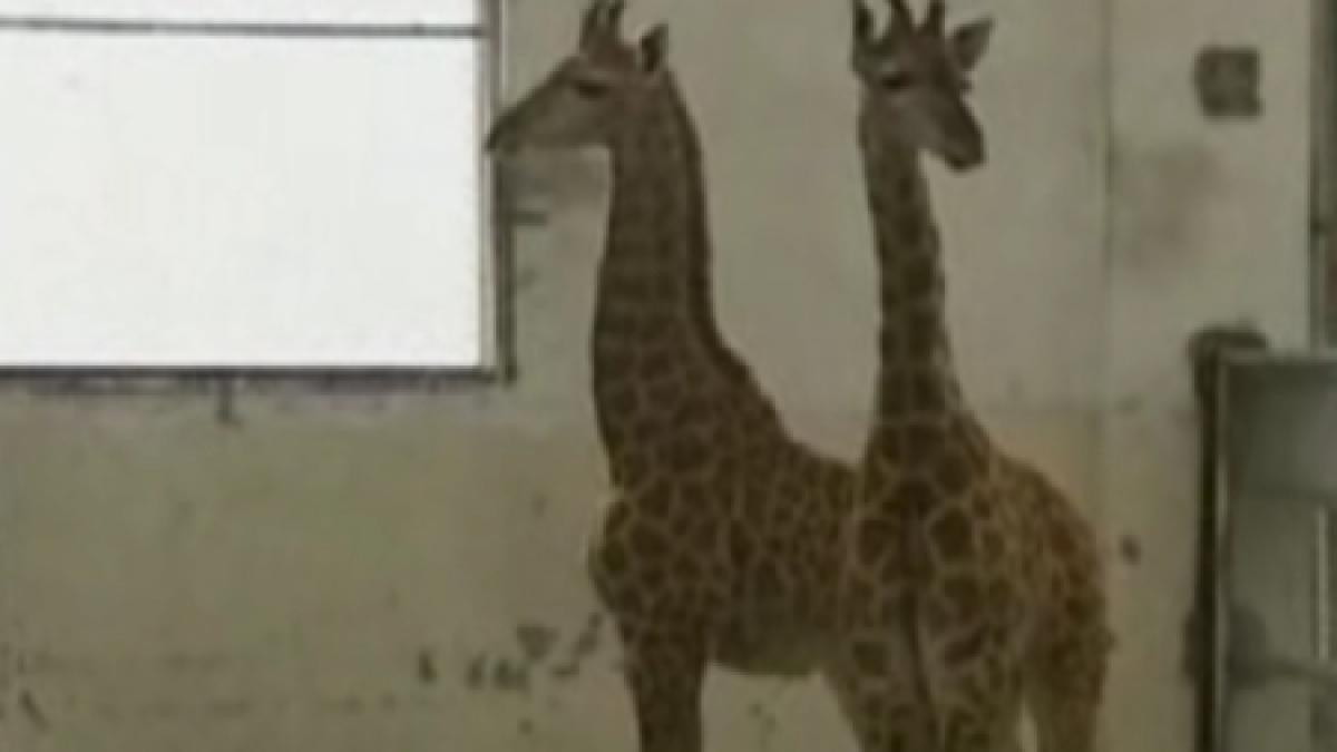 Doi pui de girafă gemeni, vedetele unei grădini zoologice din China