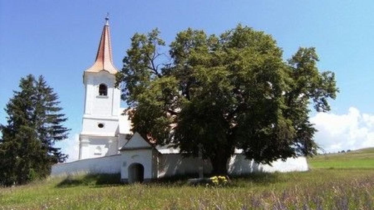 Un tei din Harghita, desemnat &quot;Arborele European al Anului&quot;