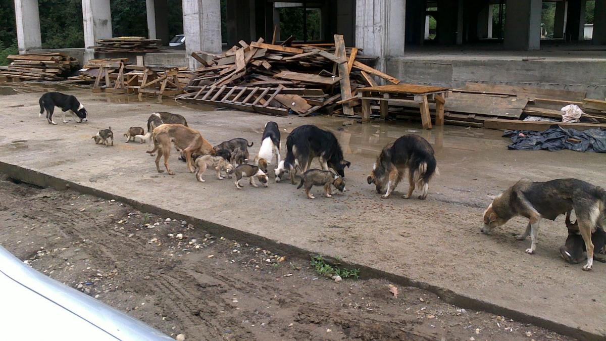 Operaţiunea &quot;sterilizarea câinilor comunitari&quot; a început în Bucureşti