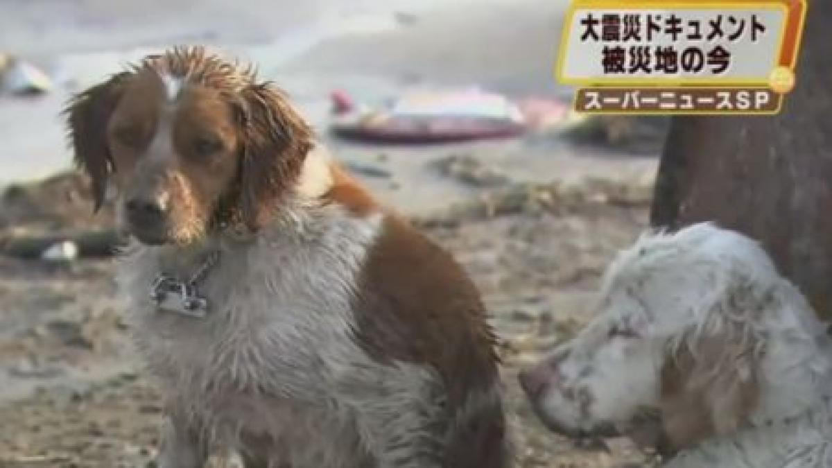 Lecţie de viaţă. Un câine îşi protejează prietenul rănit după tsunami-ul din Japonia