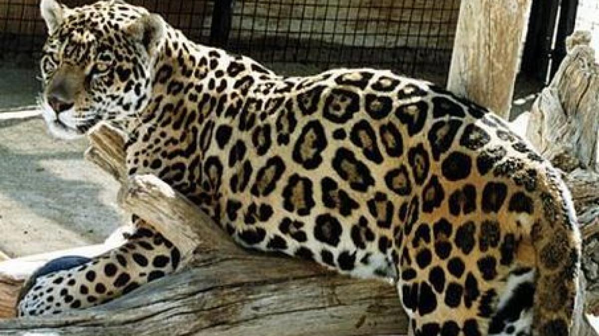 Un jaguar a evadat de la Grădina Zoologică din Bucov