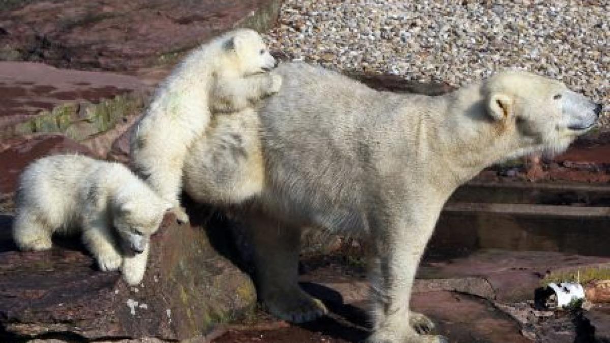 Doi pui de urs polar fac senzaţie la o grădină zoologică din Germania