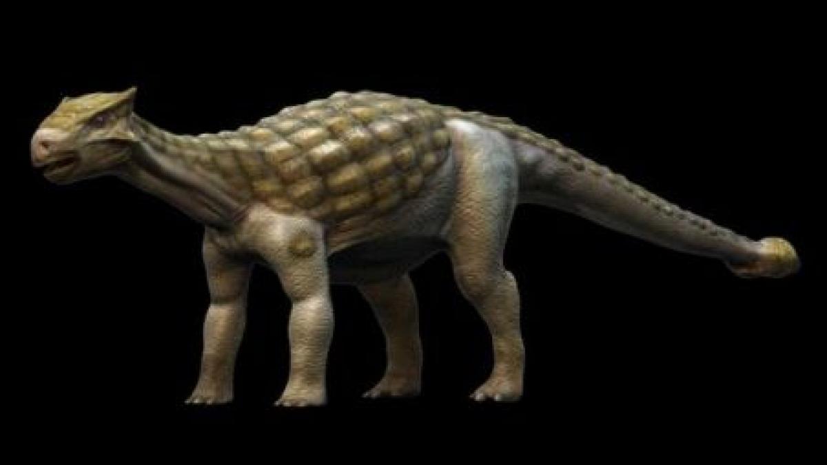 Fosilele unui dinozaur rar, vechi de 110 milioane de ani, descoperite în Canada 