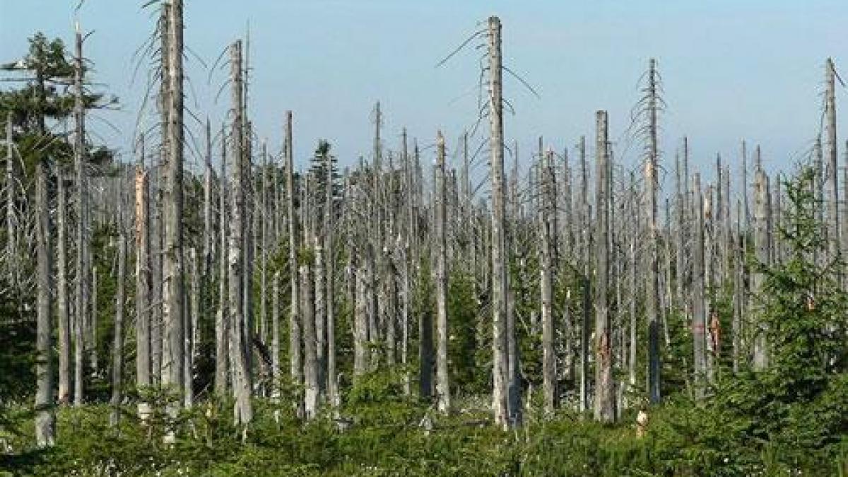 Ploi acide la graniţa României cu Bulgaria, în zona Vidin