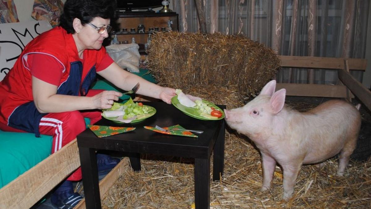 Capra Be-ZU şi porcul ZUrli, nişte răsfăţaţi