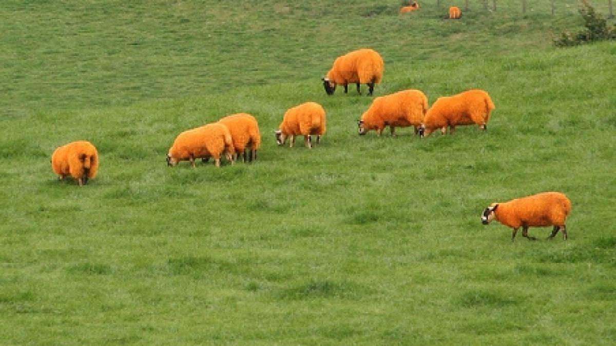 Un fermier şi-a vopsit oile portocalii pentru a nu-i mai fi furate