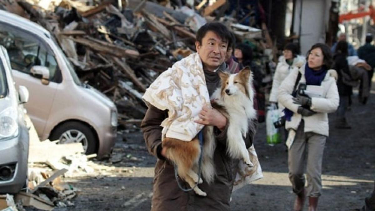 Animale moarte, abandonate şi înfometate lângă centrala Fukushima