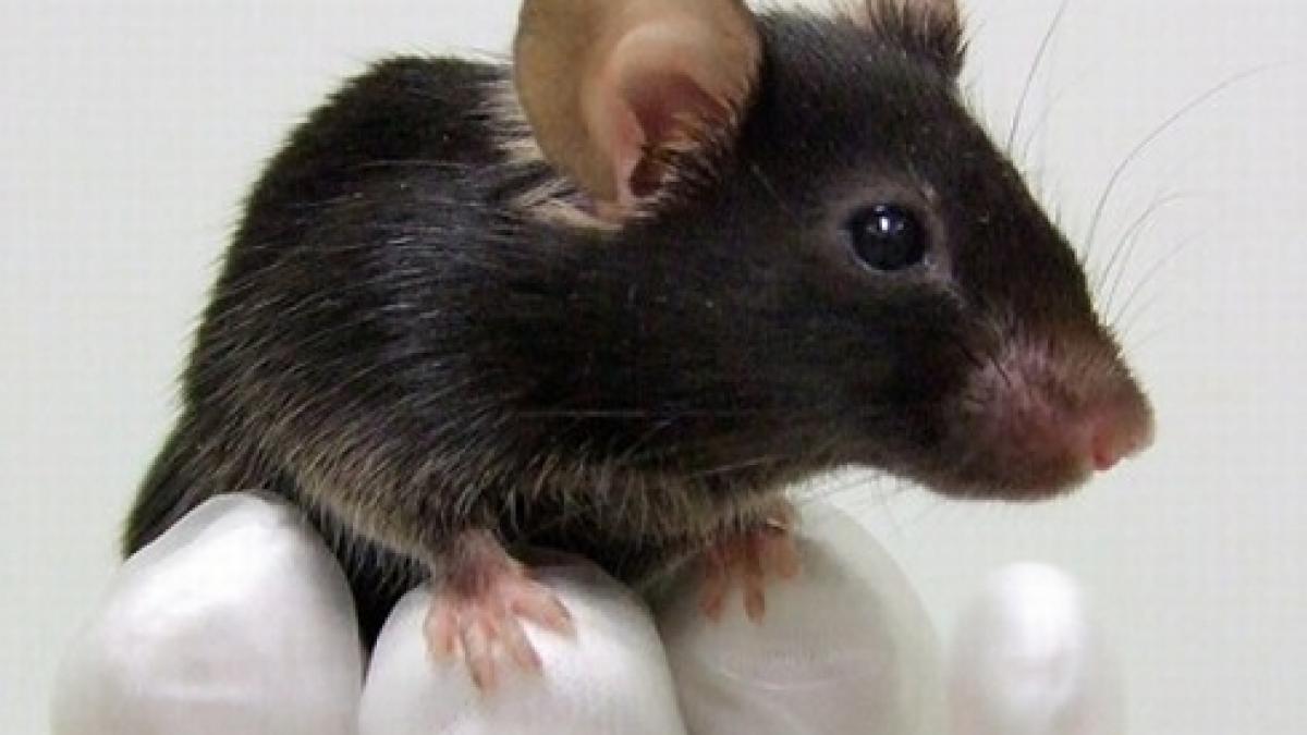 Imagini şocante! Sute de animale ucise în experimentele din laboratoare