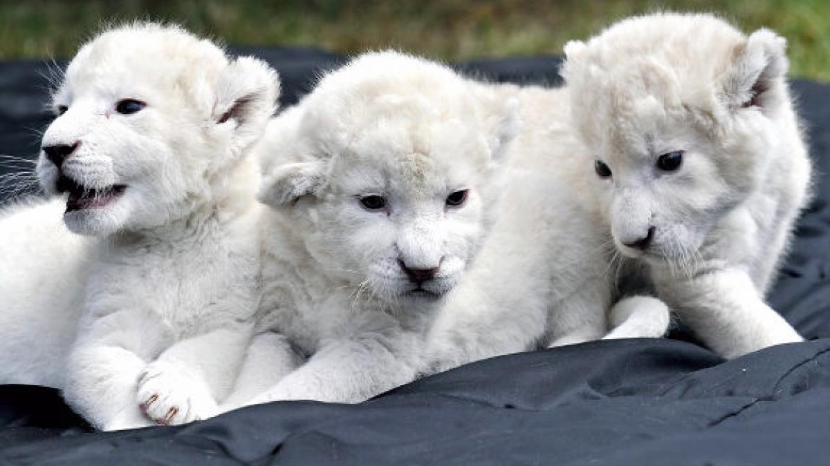 Patru pui de leu alb au devenit vedetele Grădinii Zoologice din Belgrad