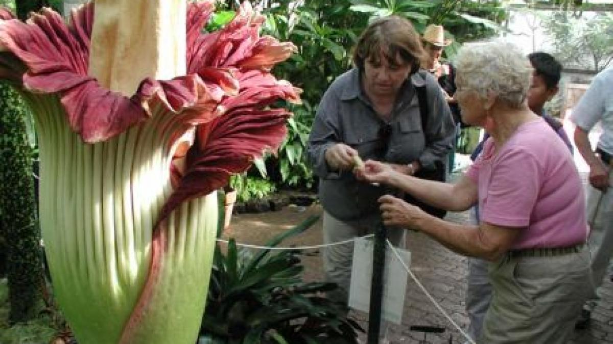 O floare rară şi-a deschis petalele pentru prima dată în 17 ani, la o grădină botanică din Elveţia