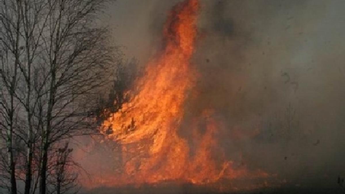 Un incendiu de proporţii a distrus cea mai mare rezervaţie din Belgia