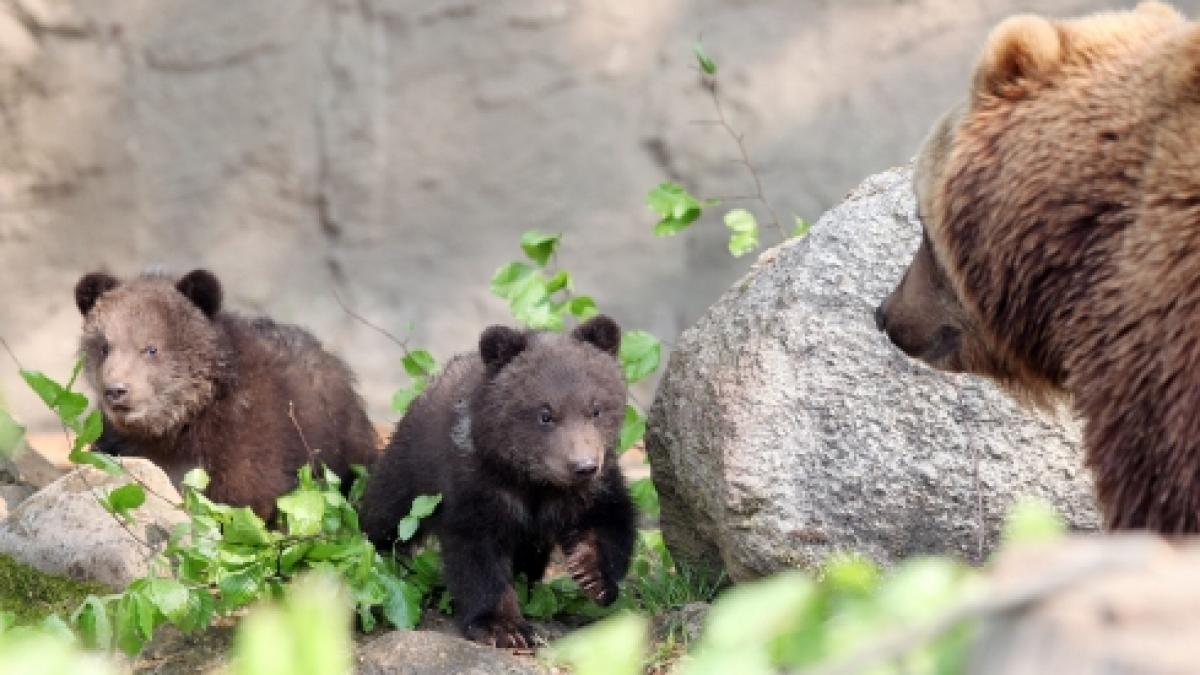 O ursoaică şi puii ei care se plimbau pe stradă, mutaţi într-o rezervaţie naturală