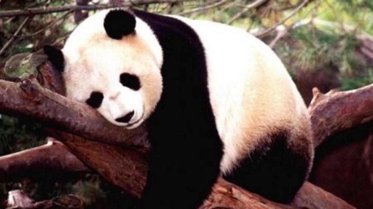 Specialişti în ursuleţi: Cum sunt îngrijţi 14 panda de la o grădină zoologică din China