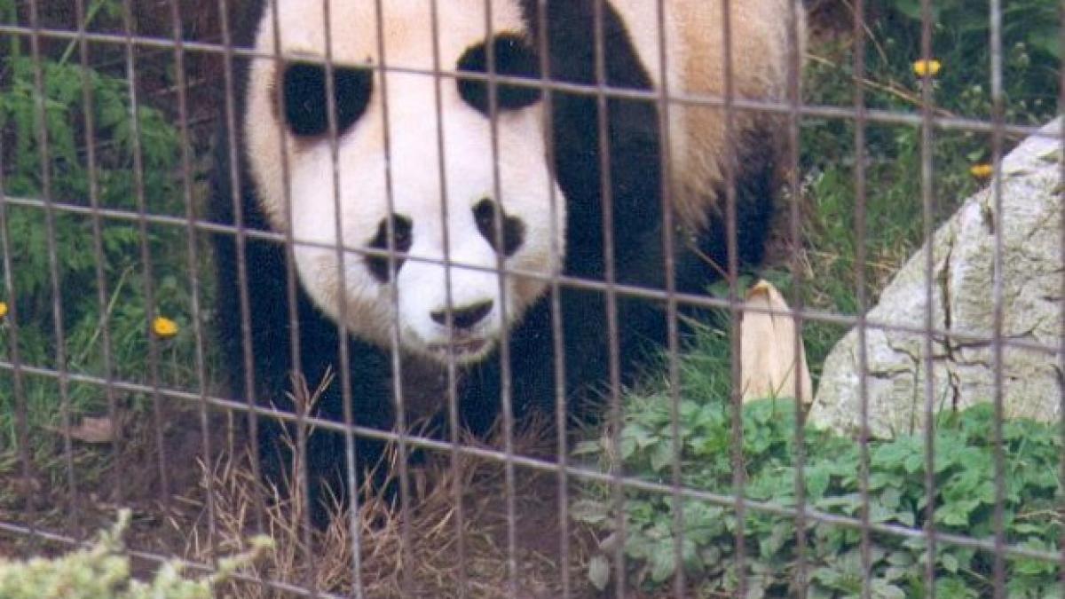 Cel mai bătrân urs panda din lume a murit, la vârsta de 34 de ani