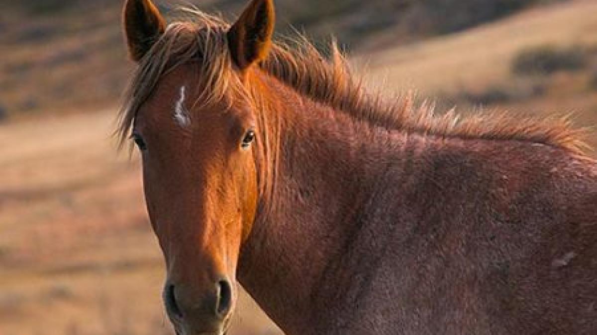 Poliţia Animalelor opreşte temporar sacrificarea cailor din Letea