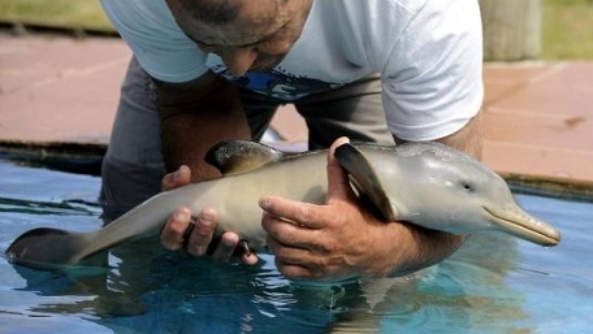 Delfinul salvat săptămâna trecută la Mamaia a ajuns la Delfinariul din Constanţa