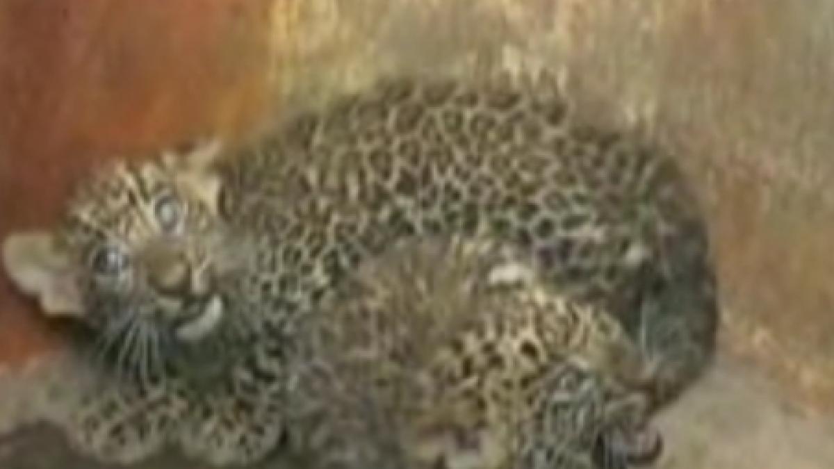 Doi pui de leopard, găsiţi într-un canal de irigaţii din India