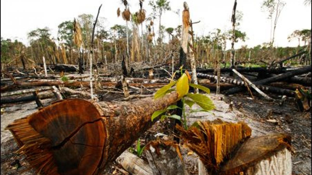 Jungla Amazonului în pericol. Camera Deputaţilor din Brazilia a revizuit codul forestier