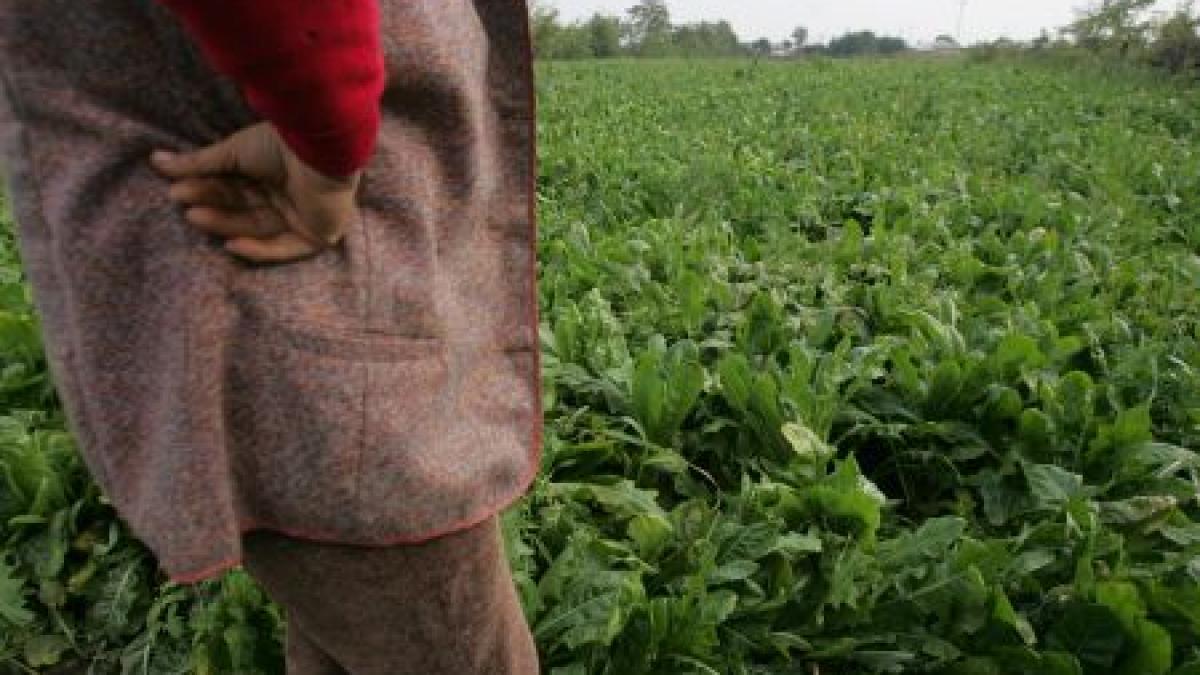 Producătorii agricoli: Alimentele se vor scumpi cu 3-5% în perioada următoare