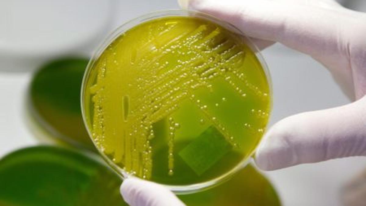 Bacteria E-coli provoacă primul deces în afara Germaniei: O suedeză a murit