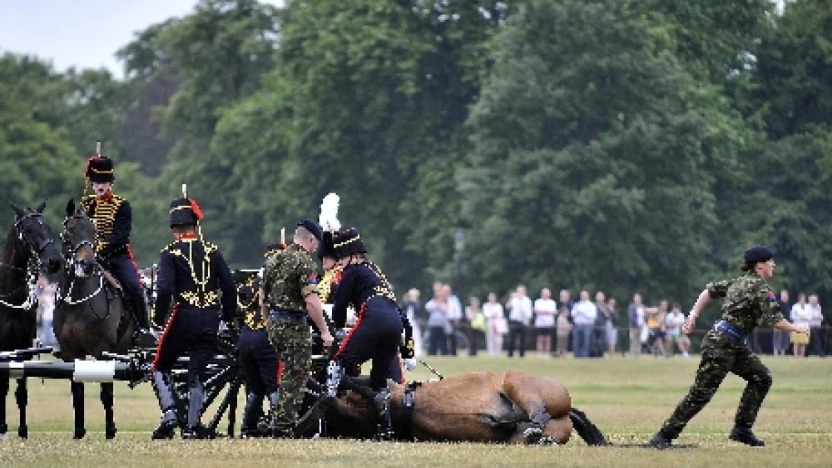 Un cal a fost eutanasiat chiar în timpul unei ceremonii pentru regina Marii Britanii