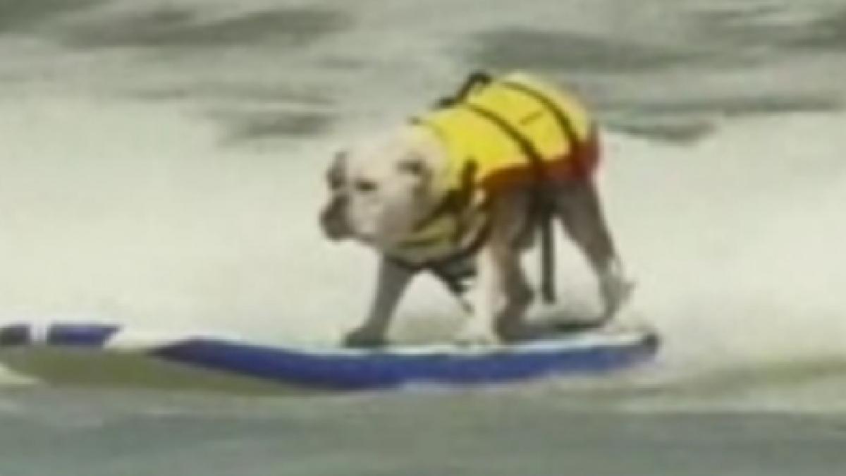 Câini pe placă, în cadrul unei competiţii canine de surf din California de Sud