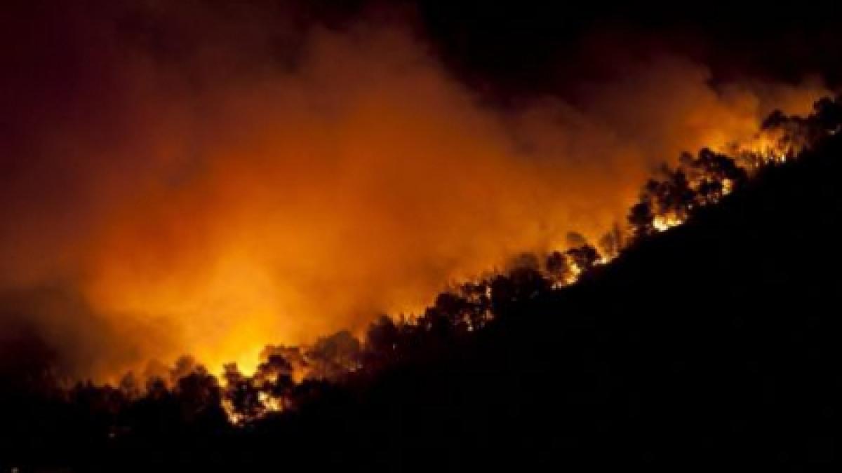 Incendii puternice în Siberia. Mai mult de 26 de hectare dintr-o pădure au fost mistuite