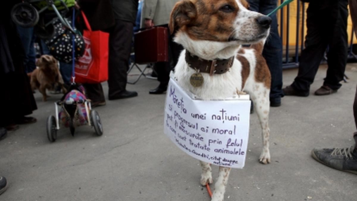 Votarea legii privind eutanasierea câinilor fără stăpân, amânată pentru cel puţin două săptămâni