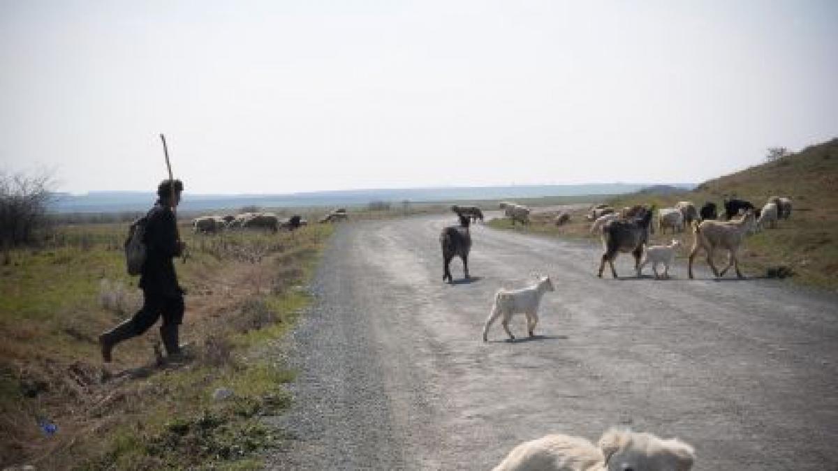 Un cuplu de olandezi şi-a îndeplinit visul de a deveni fermieri în România