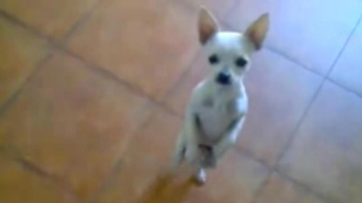 Un câine chihuaha dansează pe muzică latino mai bine decât mulţi oameni