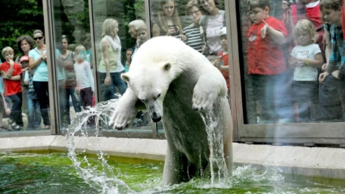 Putere personală. Cel mai bun prieten al unui canadian este un urs polar