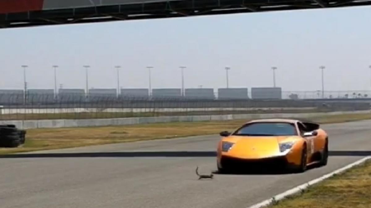 O veveriţă a supravieţuit unei coliziuni cu un Lamborghini la peste 160 km/h