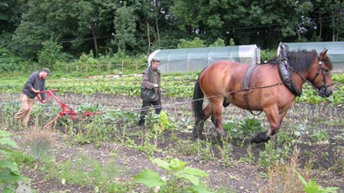 Agricultura sau construcţiile, singurele opţiuni pentru tinerii fără diplomă de BAC din România