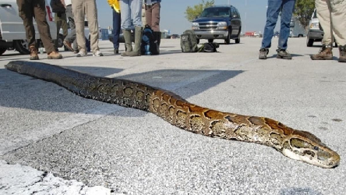 Un piton, descoperit încălzindu-se la soare în centrul Kaliningradului