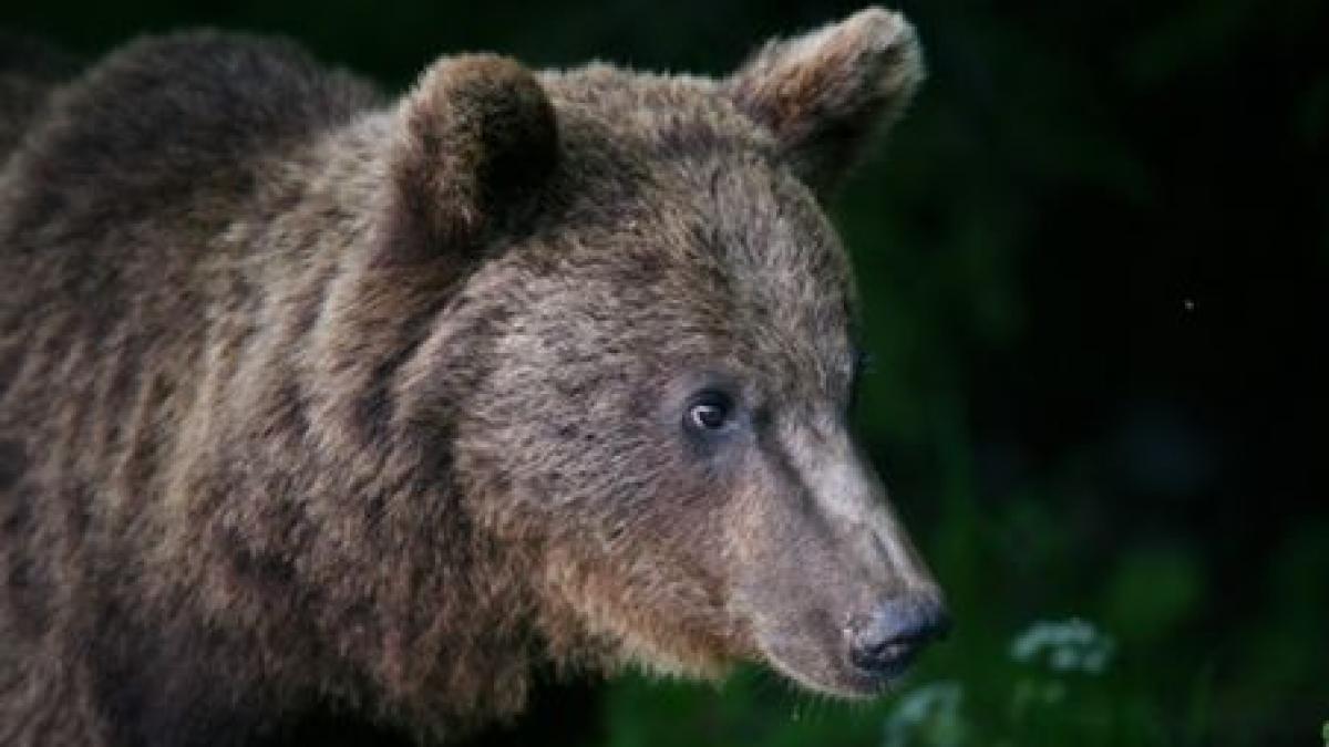 Familia de urşi de la Zărneşti are un nou membru: ursuleţul Misha