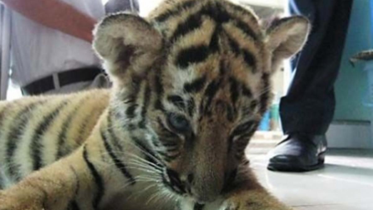 Doi pui de tigru siberian, noua atracţie a Grădinii Zoologice din Târgu-Mureş 