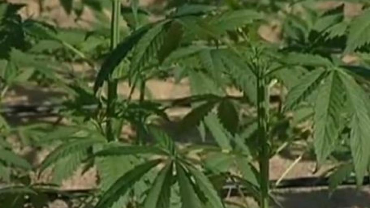 Cea mai mare plantaţie de marijuana din lume, distrusă de armata mexicană 