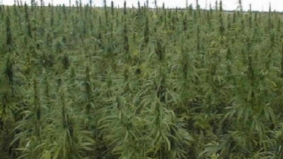 Captură record de marijuana. Autorităţile din California au distrus peste 68.000 de plante