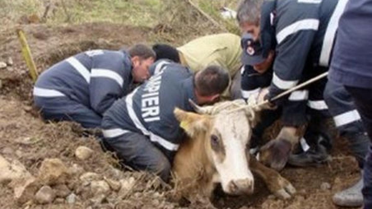 Caraş-Severin. Pompierii s-au chinuit trei ore pentru a salva o vacă dintr-un canal